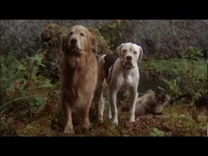 DE VUELTA A CASA (UN VIAJE INCREÍBLE) (1993) DE VUELTA A CASA (UN VIAJE INCREÍBLE) (1993)