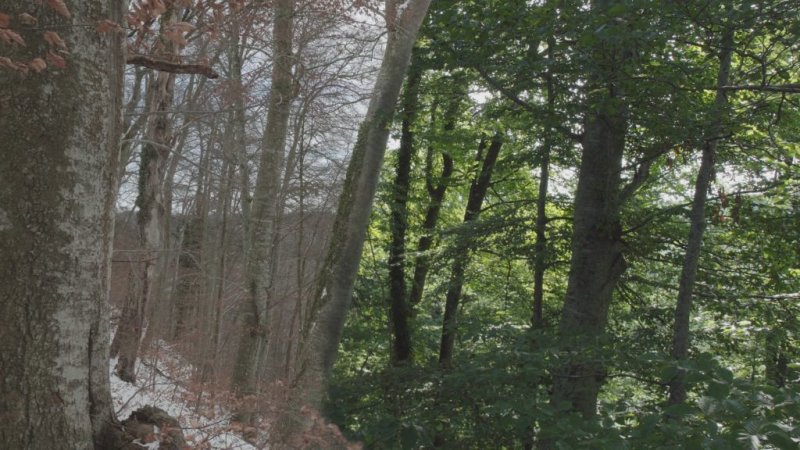La Vida Secreta De Los árboles Documental Online