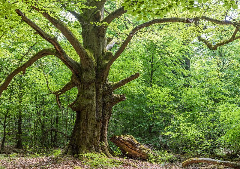 La Vida Secreta De Los Arboles Documental Online