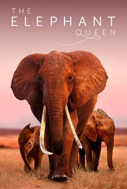 THE ELEPHANT QUEEN