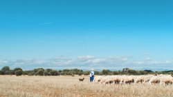 MESETA PARTICIPA EN EL CINEPLAZA DE VERANO DE CINETECA MADRID