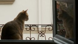 EL CINE DEL CONFINAMIENTO ENCUENTRA SU SITIO EN ALCANCES